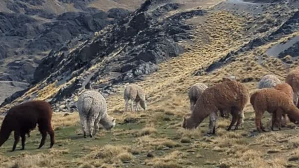 How is alpaca wool made